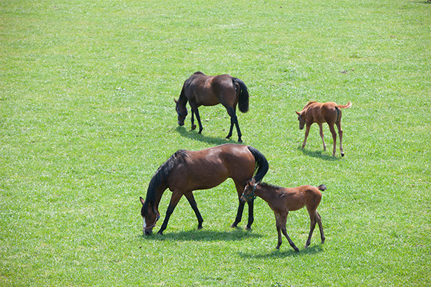 영성국제여행사메인화면